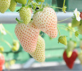 BELLFARM Strawberry Cream White Sweet Fruit Seeds, 20 seeds, original pack, organic tasty home garden berry plants