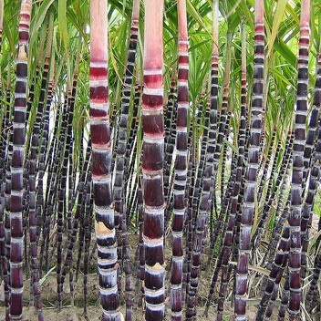 BELLFARM Black Sugarcane Organic Subtropics Plant Seeds, 100 seeds, sweet juicy saccharum sugar cane