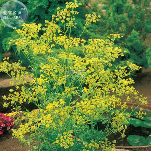 BELLFARM Dill Herb (Anethum graveolens) Seeds, 30 seeds, original pack, annual herbs spice for flavouring food