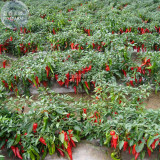 BELLFARM Red Hot Chili Pepper Seeds, Original Pack, 200 Seeds, dry hot garden chilli plant vegetables E4281