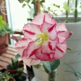 Imported 'Color Bell' Adenium Desert rose, Professional Pack, 2 Seeds, 3-layer pink rose red petals E4029