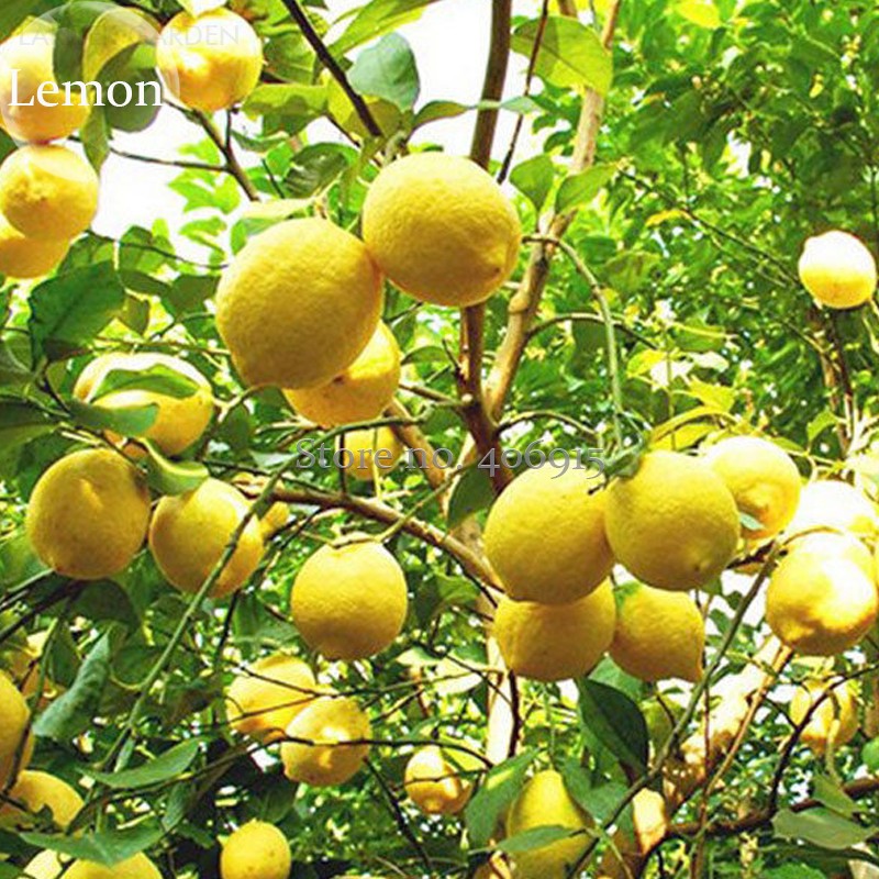 RareOutdoorOrganicYellowBigLemonTree,20Seeds,healthynutritionediblefruitsE3638