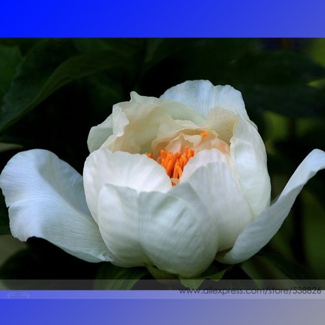 Rare White Peony Flower 'Bai Niang Zi' Seeds, Professional Pack, 5 Seeds / Pack, Light Fragrant Peony #NF650
