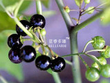 BELLFARM Black Nightshade Garden Huckleberry Organic Fruit Seeds, 200 seeds, hound's berry small-fruited wonder berry