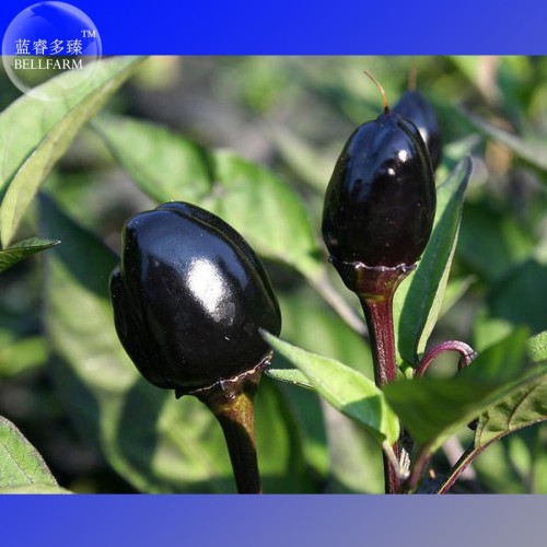 Hot Chilli Pepper - Black Olive Seeds, professional pack, 20 Seeds, heirloom organic ornamental vegetables TS303T
