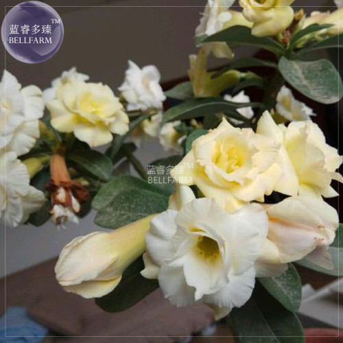 BELLFARM Adenium White Yellow Bonsai Tree Flower Seeds, 2 seeds, 4-layer desert rose fragrant big blooms