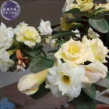 BELLFARM Adenium White Yellow Bonsai Tree Flower Seeds, 2 seeds, 4-layer desert rose fragrant big blooms