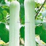 Heirloom White Jade Luffa Organic Vegetables, 8 seeds, rare snake gourd loofah E3821