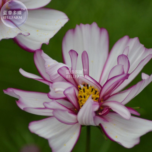 BELLFARM Cosmos Bipinnatus Fizzy Rose Picotee Flower Seeds, 50 seeds, big blooms light fragrant for home garden E4323I