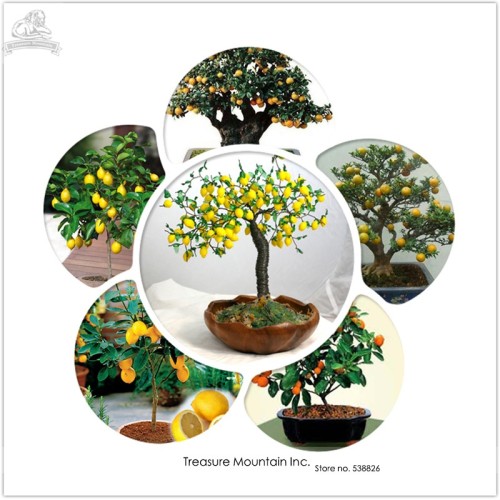 Us 10 Heirloom Yellow Orange Mixed Lemon Kaikii Bonsai Seeds Professional Pack 100 Seeds Pack Edible Lemon Tree M Deargogo Com