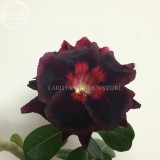 Imported 'Black Swan' Adenium Desert rose, Professional Pack, 2 Seeds, 2-later black petals with red big eye E4042