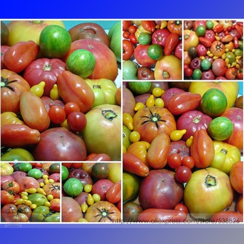 Super Surprise Mix Tomato Seeds, Professional Pack, 100 Seeds / Pack, Heirloom Vegetable Fruit #NF945