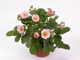 Merlan F1 Strawberry Seeds, 1 Professional Pack, 100 Seeds / Pack, Pink Flowers on Compact Plants #NF548