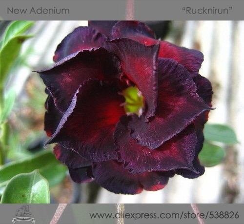 1 Professional Pack, 2 seeds / pack, Adenium Obesum RUCKNIRUN Desert Rose Flowers Seeds #NF284