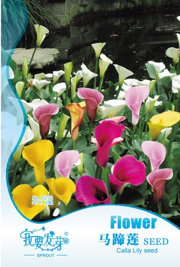 Mixed Calla Lily Flower Seeds, Original Pack, 10 Seeds / Pack