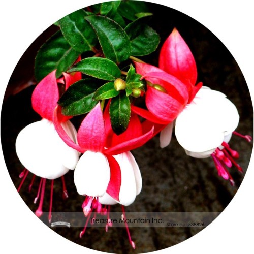 Imported Japanese Red White Fuchsia Perennial Flower Seeds, Professional Pack, 100 Seeds / Pack, Very Beautiful Indoor