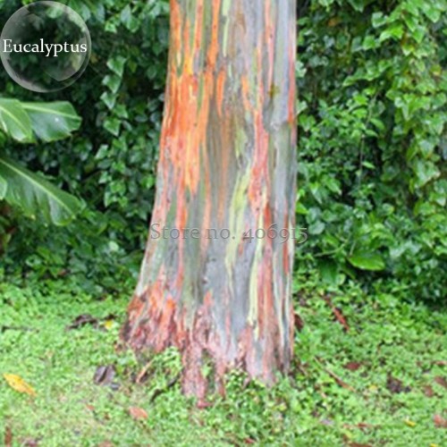 Rainbow Eucalyptus Deglupta Tree, 5 Seeds, multi-hued bark colorful tropical bonsai E3883