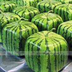 1 Professional Pack, 20 seeds / pack, Square Water Melon Seed Red Sweet Juicy Watermelon Rare Seed #NF387