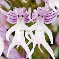 Rare Human Face Orchid Perennial Plant Flowers, 100 Seeds, light up garden E3619