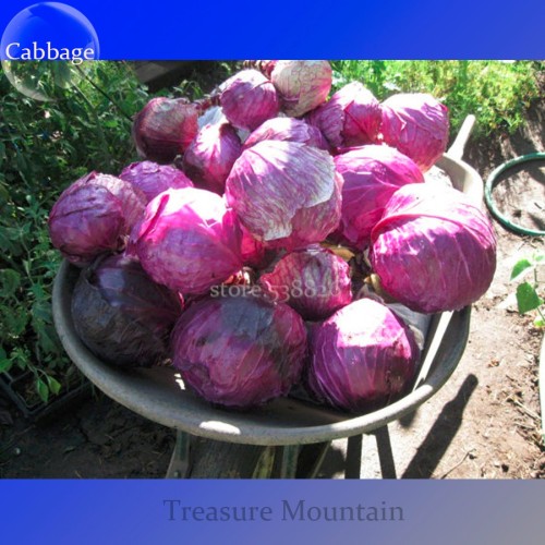 100% Genuine Heirloom Red Acre Cabbage, 10 Seeds, organic edible vegetables TS228T