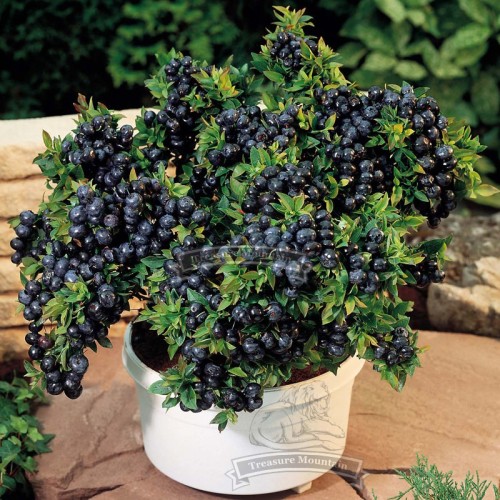 1 Professional pack, 50 seeds / pack,  Blueberry Bush Seeds, Vaccinium Corymbosum #NF041