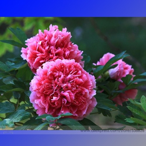 Rare Heirloom Pink Red Damask Garden Peony Plant Flower 'Qing Ren' Seeds, Professional Pack, 5 Seeds / Pack, Indoor Planting