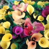 Rare Mixed Colorful Calla Lily Flowers, 20 Seeds, new style attractive butterfly common callalily light up your garden E3634
