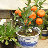 BELLFARM Orange Bonsai Potted Fruit Tree Seeds, 20 seeds, professional pack, smal sweet juicy garden orange
