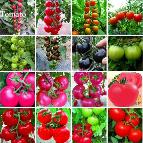 Rare Heirloom Mixed 16 Types Tomatoes S M L sized Red Pink Green Black Brown Tomato Fruit Seeds, Professional Pack, 150 Seeds