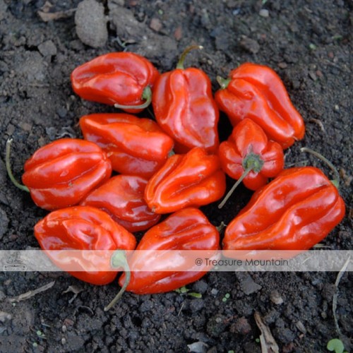100 Seeds / Variety, Hot Habanero Pepper Red Orange Carnatio Yellow Chocolate White Capsicum Chinense Seeds #NF350