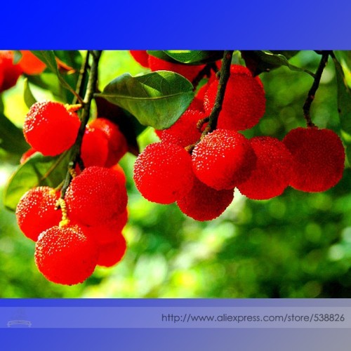 Hangzhou Fresh Red Waxberry Hybrid Fruit Seeds, Professional Pack, 10 Seeds / Pack, Very Sweet Juicy Summer Fruit #NF930