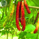 BELLFARM Big Long Mulberry Fruit Tree, 50 Seeds, dark red edible organic fruits E3766