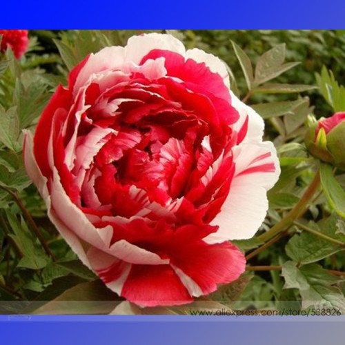 Red White Peony Flower Seeds, Professional Pack, 5 Seeds / Pack, Light Fragrant Indoor Flower #NF698