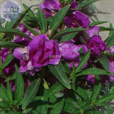 BELLFARM Purple Balsam Perennial Flower Seeds, 20 seeds, original pack, courtyard plants camellia impatiens home garden