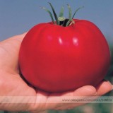Park's Whopper CR Improved Tomato Seeds, Professional Pack, 100 Seeds / Pack, Big Juicy Crack-resistant Tomatoes #NF730