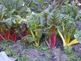 BELLFARM Beet Chard Rainbow Mix Vegetable Seeds, 50 seeds, professional pack, interesting home garden vegetables