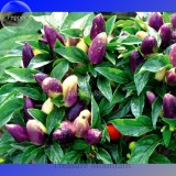 100% Genuine Pretty Purple Ornamental Chilli Pepper, 15 seeds, hot pepper capsicum seed TS240T