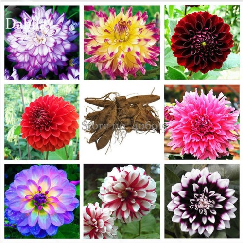 Mixed 8 Types of Dahlia Perennial Flowers, 50 Seeds, strong fragrant garden flowers E3675