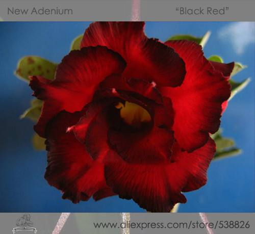 1 Professional Pack, 2 seeds / pack, Rosy Adenium Obesum Black Red Desert Rose Flowers Seeds #NF296