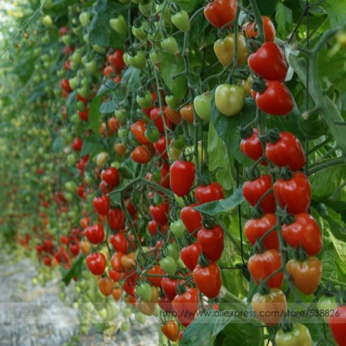 Tomatoberry Garden Hybrid Tomato Seeds, Professional Pack, 100 Seeds / Pack, Super-sweet Cherry #NF826