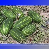 High Yields Legacy Long Red Watermelon Seeds, Professional Pack, 20 Seeds / Pack, Juicy Sweet Long Shelf Life #NF987