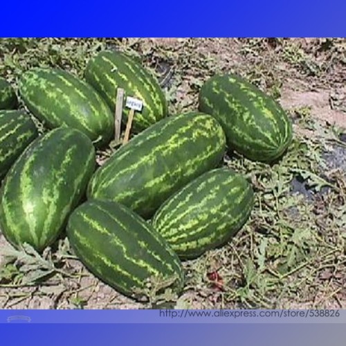 High Yields Legacy Long Red Watermelon Seeds, Professional Pack, 20 Seeds / Pack, Juicy Sweet Long Shelf Life #NF987