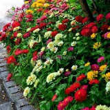 Rare Beautiful Mixed Zinnia Flowers Youth-and-old-age, 50 Seeds, strong fragrant attract butterflies light up your garden E3688