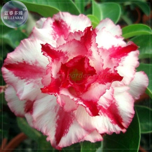 BELLFARM Imported Adenium seed, only 1 Seed, big blooms colorful desert rose 24 types for your choice E4192