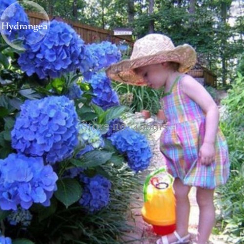 Rare Blue Bonsai Hydrangea Flower Perennial Plant, 15 Seeds, strong interest beautiful hydrangea hortensia light up your garden