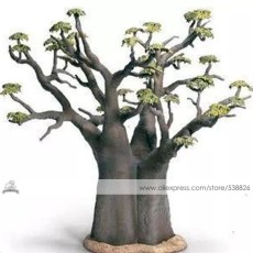 1 Professional Pack, 2 seeds / pack, Adansonia African Baobab Bonsai Upside Down Tree Seed #NF332