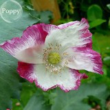 Rare Beautiful White Poppy Flowers with little red spots, 100 Seeds, new style attractive butterfly light up your garden E3668