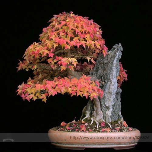 Bonsai Trident Maple Seeds, Professional Pack, 20 Seeds / Pack, Japanese Hybrid Maple #NF928
