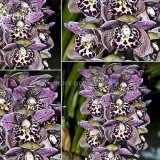 Rare Beautiful Butterfly Orchid Flowers, 100 Seeds, fragrant attract the butterfly light up garden E3614
