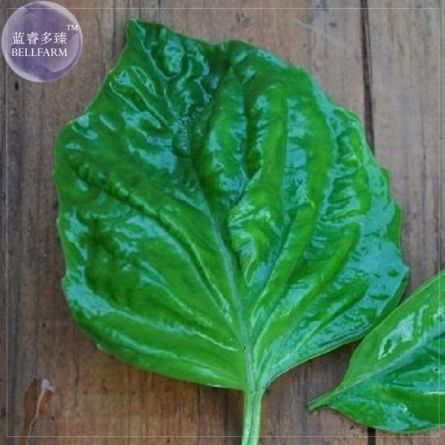BELLFARM Mammoth Basil Seeds, 20 Seeds, featuring extra large lettuce-like leaves with exceptional flavor E4231